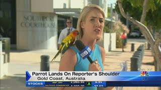 Parrot surprises Australian reporter, ruffles some feathers