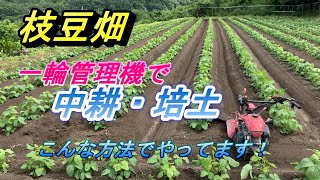 【枝豆畑の中耕培土】一輪管理機の機能を活用して、こんな感じで中耕培土作業をしています。