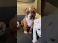 eva u0026 her 5 staffordshire bull terrier puppies – big personalities wobbly legs u0026 lots of fun