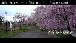 日中線しだれ桜 開花情報 R3年4月14日 8：00 小雨 9℃（喜多方駅～SL周辺～終点）