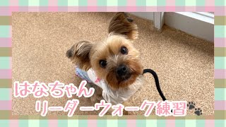 【犬の幼稚園】紫竹山店💐はなちゃん　リーダーウォーク練習💐