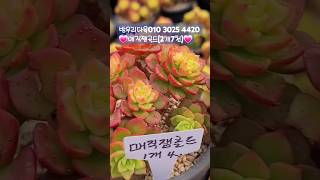 방우리다육 010 3025 4420 💗매직쨈골드 💗