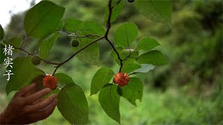 构桃干炖鸡楮实子泡水