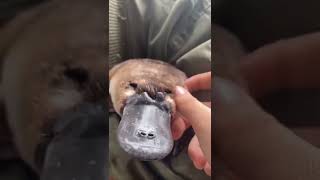 Duck-Billed Platypus