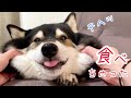 あなたは、この柴犬の誘惑に勝てますか？おやつ食べたい時は、めっちゃカワイイ顔なんです