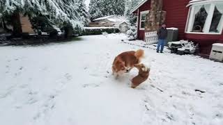 A vicious corgi attack!