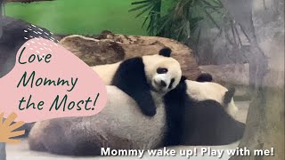 圓寶直接跳到圓圓背上求玩: 最愛媽咪 圓媽心累但陪玩｜Giant Panda Yuan Yuan urged YuanBao to sleep but Yuan Bao Jumped to Mom!