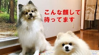 ポン＆シンバ　待ち人を待つ時はどんな顔？のポメラニアン　Cute Pomeranian