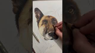Realistic Christmas dog drawing 😍 made with colored pencil #drawing #christmasdrawing #dog