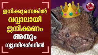 Bat wins New Zealand's Bird of the Year award | KeralaKaumudi