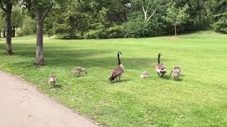 കാട്ടു താറാവുകൾ  എന്തു രസമാണ് കാണാൻ 🤷‍♀️/Wild ducks wow beautiful