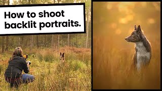 How to take Backlit Portrait Photographs of Dogs | Dog Photography at Golden Hour is here!