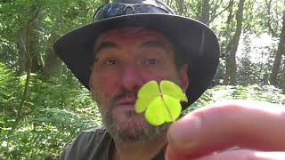 Wood sorrel. A wild guide to wild herbs and edibles .. episode 1