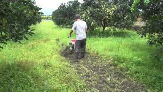 鶴岡文旦CY80柚子園除草1 Power weeder weeding in pomelo orchard (90 cm width) 中耕機