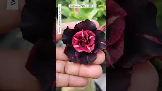 Rare Black Red Shaded Imported Adenium Plant Online Shopping 🪴 #adenium #flowers #garden