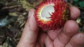 Unusual Nephelium (Rambutan / Pulasan) in Borneo