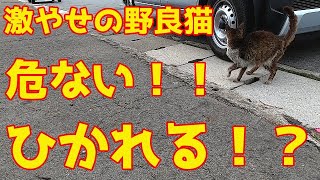 猫 激やせの野良猫！危ない！ひかれる！？