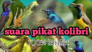 Suara untuk pikat kolibri di jamin langsung lengket buktikan