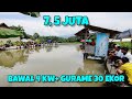 DI LUAR DUGA'AN INI MAH‼️DI TAKSIR BAWAL 4 KW TERNYATA LEBIH DARI 5 KW | GURAME MAS NILA