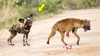 THIS HYENA MESSED WITH THE WRONG WILD DOGS