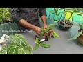 തുടക്കം ഇങ്ങനെയാകാം how to handle new dendobium plants episode 1