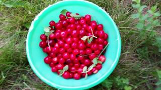 Ottawa Food Forest - What's in your Perennial Plant Palette?