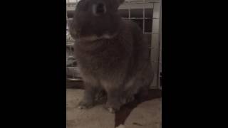 うさぎのアクロバティックな毛繕い The rabbit which does acrobatic grooming