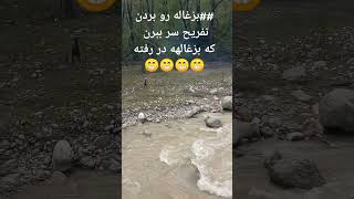 ##اینم از عجایبه دیگه  فقط اونی که داد میزنه انگار بدجور گشنشه