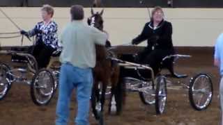 Twin Willow's Triumphant Showing at Midwest Charity Horse Show:  June 12, 2013