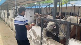 Gau Mata Sewa | Shri Gopal Ji Gaushala Faridabad | Sachin Yadav Official