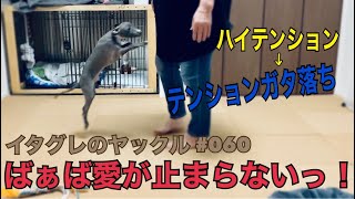 大好きなばぁばがきたら大爆発【生後120日目】Italian greyhound puppy