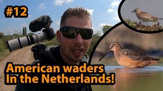 #12 American Waders in the Netherlands!/Amerikaanse Steltlopers in Nederland