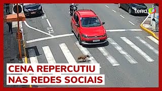 Motociclista atinge carro após motorista frear para cãozinho atravessar rua em MG