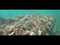 【東京から近い魚が見える海】三浦半島の荒井浜海岸・胴網海岸 高い透明度でシュノーケリングに最適♪