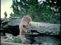 Nature's Perfect Predators - Mountain Lion