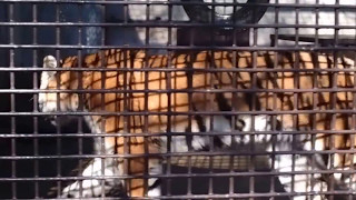 2017.1.1 宇都宮動物園☆アムールトラのアズサ姫【Tiger】_02