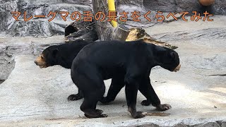 【天王寺動物園】マレーグマの舌の長さを比べてみた