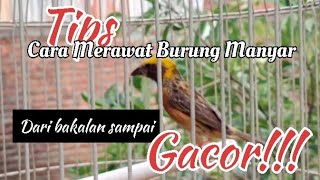 Tips Cara Merawat Burung Manyar Agar Rajin Berbunyi / Gacor!!!