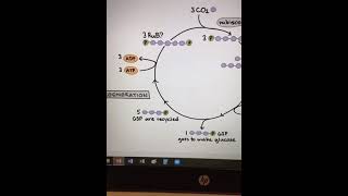 Calvin cycle in 60 second #biology #biology #education #biology #biology