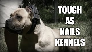 EXCLUSIVE INTERVIEW - KYAN BUCHANAN - TOUGH AS NAILS KENNELS