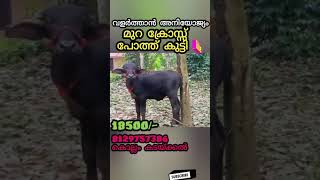 വളർത്താൻ സൂപ്പർ വിലയും ചെറുതായി അഡ്ജസ്റ്റാ ചെയ്യും