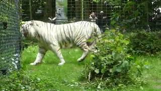 ZooParc de Beauval 2018 - White Tiger (Tigre blanc)