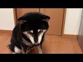 【柴犬大河】肉は指ごと喰らうべし！