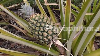 Happy Pineapple Farming Season 3 : OH NO Phytophthora!