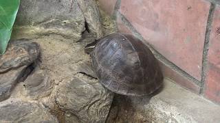 マレーハコガメ　爬虫類館　仙台市八木山動物公園にて　00253