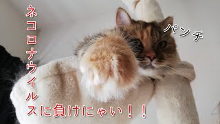 コロナウイルスに負けるな！もふ猫の体温を測定してみた結果・・・　/ Cat temperature measurement