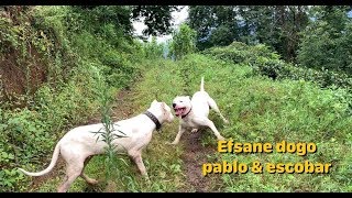 PABLO VS ESCOBAR Dogo argentino efsanesi