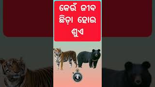 କେଉଁ ଜୀବ ଛିଡ଼ା ହୋଇ ଶୁଏ ||odia gk || gk odia #odiagk #gkodia #gk