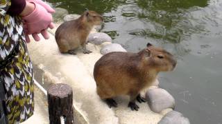 カピバラ　（海の中道海浜公園編）仔カピの挑戦①