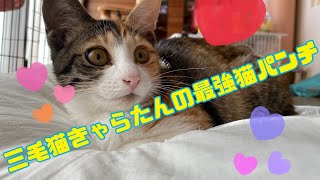 三毛猫の最強猫パンチ